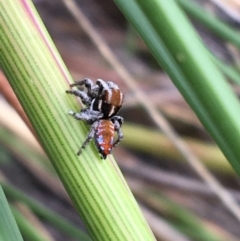 Maratus calcitrans (Kicking peacock spider) at Molonglo Valley, ACT - 7 Nov 2021 by Ned_Johnston