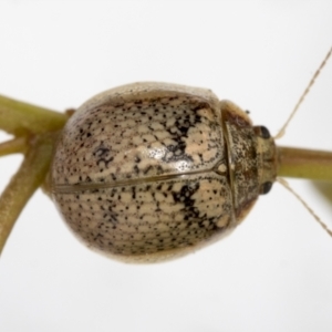 Paropsisterna laesa species complex at Hawker, ACT - 30 Oct 2021