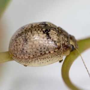 Paropsisterna laesa species complex at Hawker, ACT - 30 Oct 2021