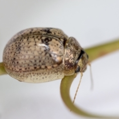 Paropsisterna laesa species complex at Hawker, ACT - 30 Oct 2021