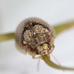 Paropsisterna laesa species complex at Hawker, ACT - 30 Oct 2021