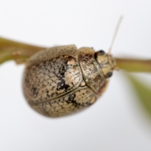 Paropsisterna laesa species complex at Hawker, ACT - 30 Oct 2021