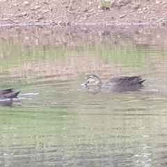 Anas superciliosa (Pacific Black Duck) at Watson, ACT - 6 Nov 2021 by MAX