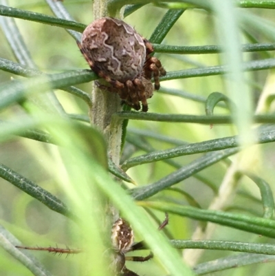 Salsa fuliginata (Sooty Orb-weaver) at Acton, ACT - 6 Nov 2021 by YellowButton