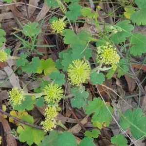 Hydrocotyle laxiflora at Watson, ACT - 6 Nov 2021