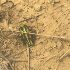 Litoria verreauxii verreauxii at Mount Clear, ACT - 7 Nov 2021 02:59 PM