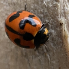 Coccinella transversalis (Transverse Ladybird) at Jerrabomberra, NSW - 7 Nov 2021 by Steve_Bok