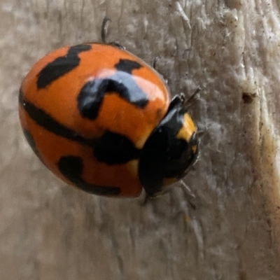 Coccinella transversalis (Transverse Ladybird) at Jerrabomberra, NSW - 7 Nov 2021 by SteveBorkowskis