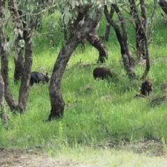 Sus scrofa (Wild Boar, Feral Pig) at Coree, ACT - 7 Nov 2021 by patrickcox