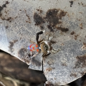 Maratus pavonis at Murrumbateman, NSW - 7 Nov 2021