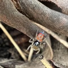 Maratus pavonis at Murrumbateman, NSW - 7 Nov 2021