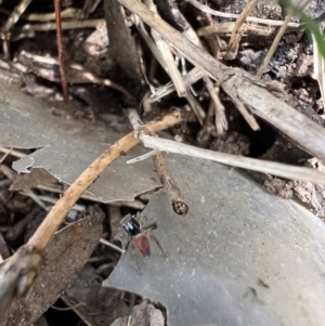 Maratus pavonis at Murrumbateman, NSW - 7 Nov 2021