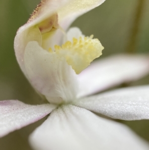 Caladenia moschata at Stromlo, ACT - 6 Nov 2021