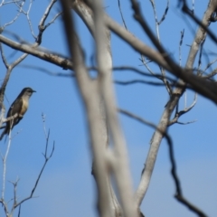 Cacomantis variolosus (Brush Cuckoo) at Carwoola, NSW - 7 Nov 2021 by Liam.m