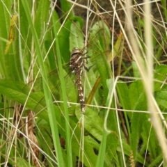 Adversaeschna brevistyla (Blue-spotted Hawker) at Carwoola, NSW - 5 Nov 2021 by Liam.m