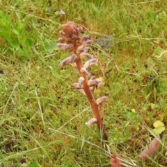 Orobanche minor (Broomrape) at Carwoola, NSW - 6 Nov 2021 by Liam.m