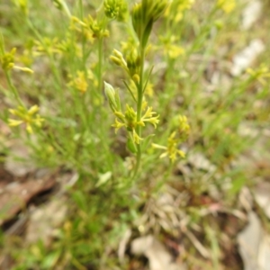 Pimelea curviflora at Carwoola, NSW - suppressed