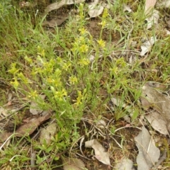 Pimelea curviflora at Carwoola, NSW - suppressed