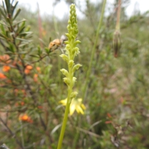 Microtis unifolia at Carwoola, NSW - 6 Nov 2021