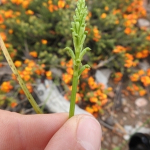 Microtis unifolia at Carwoola, NSW - 6 Nov 2021