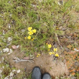 Senecio madagascariensis at Carwoola, NSW - suppressed