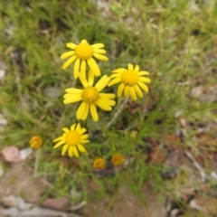 Senecio madagascariensis at Carwoola, NSW - suppressed