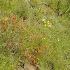 Senecio madagascariensis at Carwoola, NSW - 6 Nov 2021