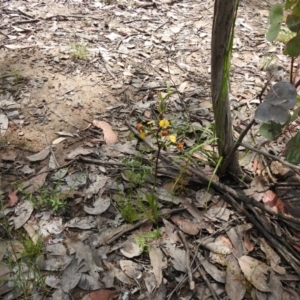 Diuris semilunulata at Carwoola, NSW - 6 Nov 2021