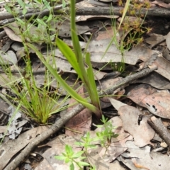 Diuris semilunulata at Carwoola, NSW - 6 Nov 2021