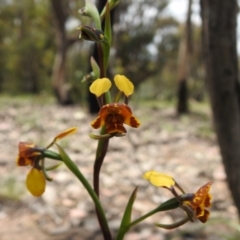 Diuris semilunulata at Carwoola, NSW - 6 Nov 2021