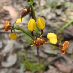 Diuris semilunulata at Carwoola, NSW - 6 Nov 2021