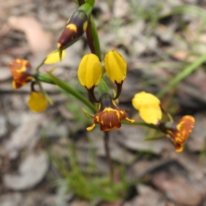 Diuris semilunulata at Carwoola, NSW - 6 Nov 2021