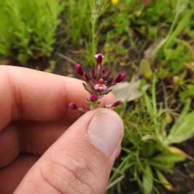 Parentucellia latifolia (Red Bartsia) at Carwoola, NSW - 6 Nov 2021 by Liam.m