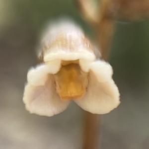 Gastrodia sesamoides at Isaacs, ACT - suppressed