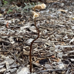 Gastrodia sesamoides at Isaacs, ACT - suppressed