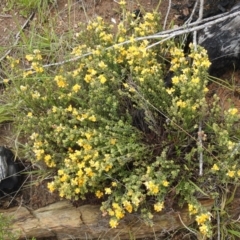 Pultenaea procumbens (Bush Pea) at Carwoola, NSW - 6 Nov 2021 by Liam.m