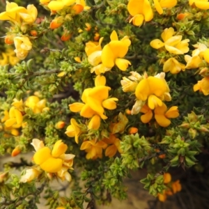 Pultenaea procumbens at Carwoola, NSW - 6 Nov 2021