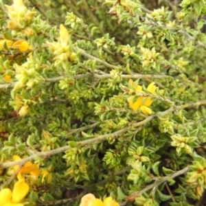 Pultenaea procumbens at Carwoola, NSW - suppressed