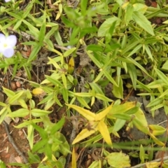 Veronica gracilis at Carwoola, NSW - 6 Nov 2021