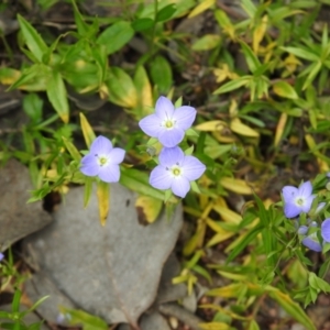 Veronica gracilis at Carwoola, NSW - 6 Nov 2021