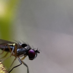 Hydrellia sp. (genus) at Stromlo, ACT - 6 Nov 2021 by AJB