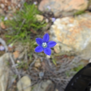 Wahlenbergia sp. at Carwoola, NSW - 7 Nov 2021