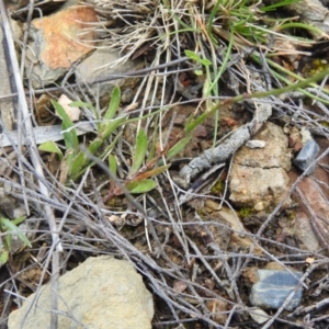 Wahlenbergia sp. at Carwoola, NSW - 7 Nov 2021