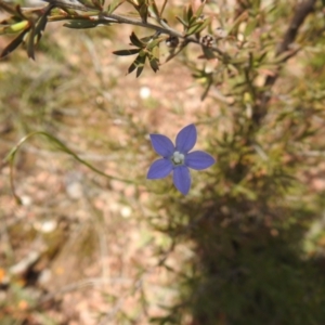 Wahlenbergia stricta subsp. stricta at Carwoola, NSW - suppressed