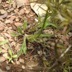 Wahlenbergia stricta subsp. stricta at Carwoola, NSW - suppressed