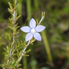 Wahlenbergia stricta subsp. stricta at Carwoola, NSW - suppressed