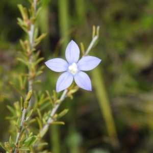 Wahlenbergia stricta subsp. stricta at Carwoola, NSW - suppressed