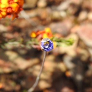 Thelymitra sp. at Carwoola, NSW - 7 Nov 2021