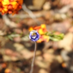 Thelymitra sp. at Carwoola, NSW - 7 Nov 2021