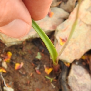 Thelymitra sp. at Carwoola, NSW - 7 Nov 2021